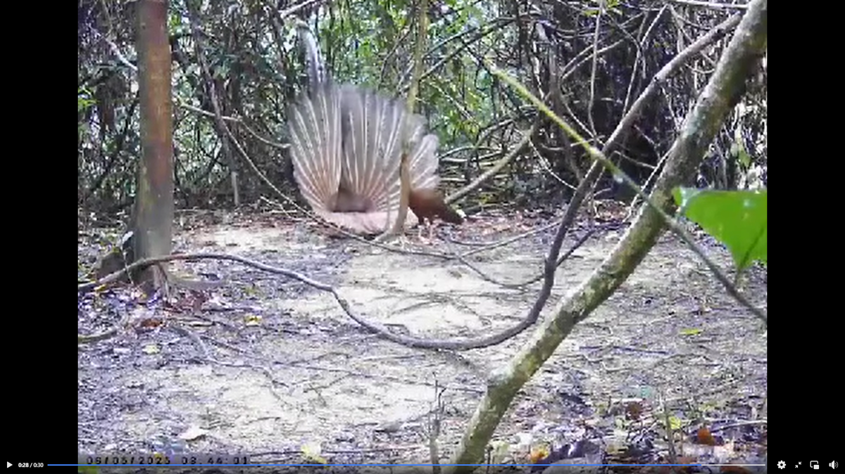 A trail camera at Khathun Wildlife Sanctuary recorded the rare sight of a male great argus showing off for a female, photos and video show.