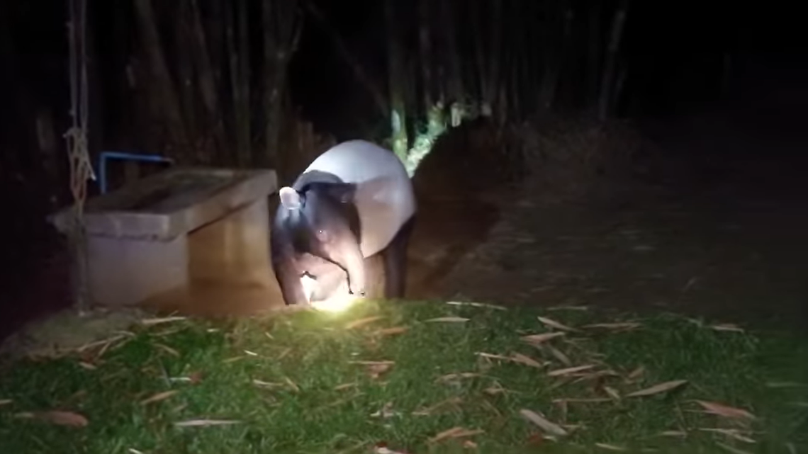 Tourists camping at Kaeng Krachan National Park saw a rare Malayan tapir rummaging around near their tents at night, officials said.