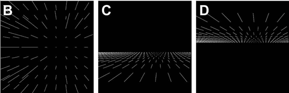 The seals were shown three simulations meant to mimic moving through particle-rich waters, according to the study.