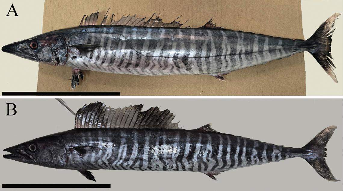 Two wahoo fish, Acanthocybium solandri, caught off Malta in 2024.