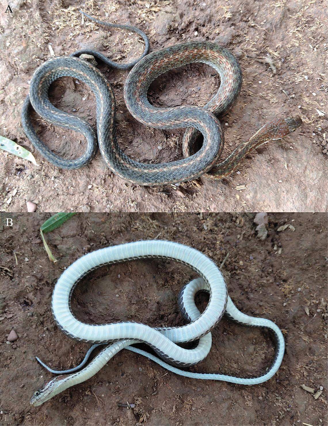 A Hebius shantianfangi, or Shan’s keelback snake, seen from above and below.