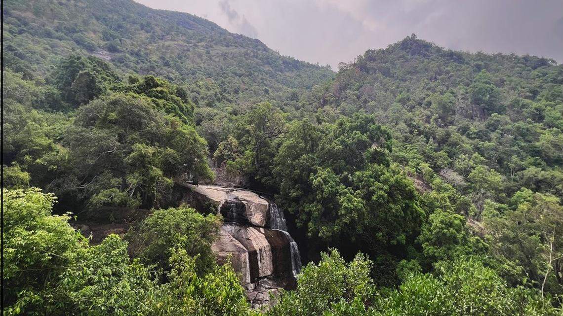 Scientists found a pregnant animal with “trapezoidal” nostrils in a forest of Tamil Nadu and discovered a new species, a study said.