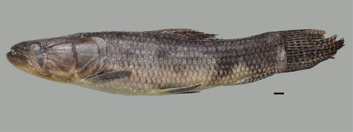 A preserved Hoplias maranhensis, or Maranhão trahira.