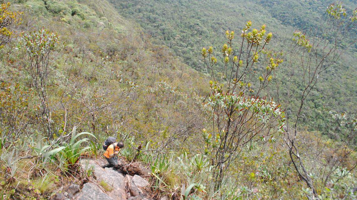 Scientists found a tiny animal with “thin” fingers on a mountain along the Venezuela-Brazil border and discovered a new species, a study said.
