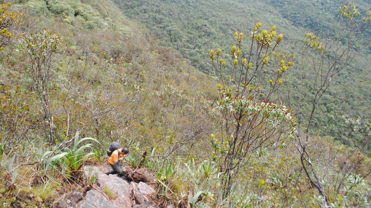 Scientists found a tiny animal with “thin” fingers on a mountain along the Venezuela-Brazil border and discovered a new species, a study said.