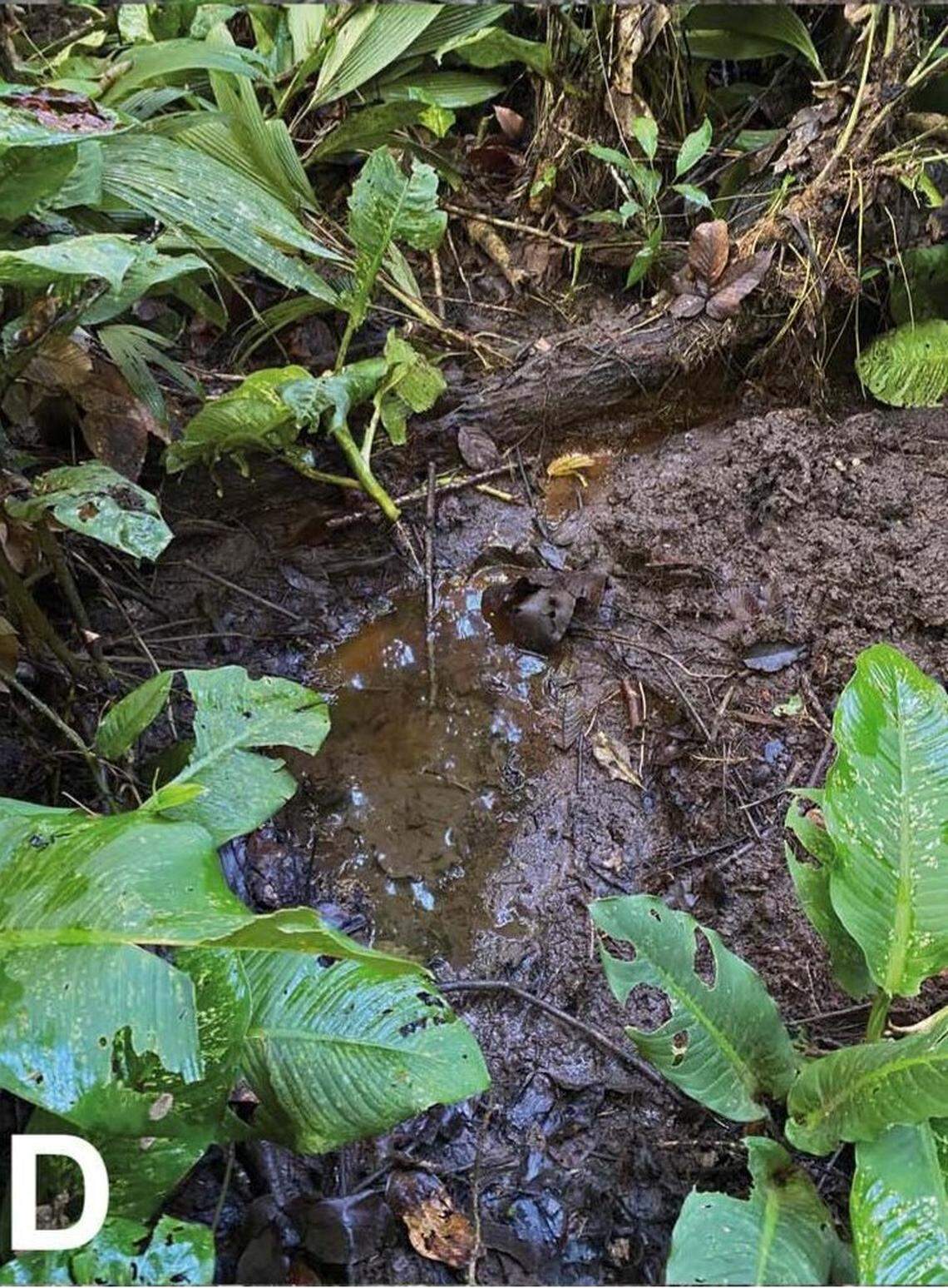 The habitat of Ophisternon berlini, or Berlin’s bloodworm eel.