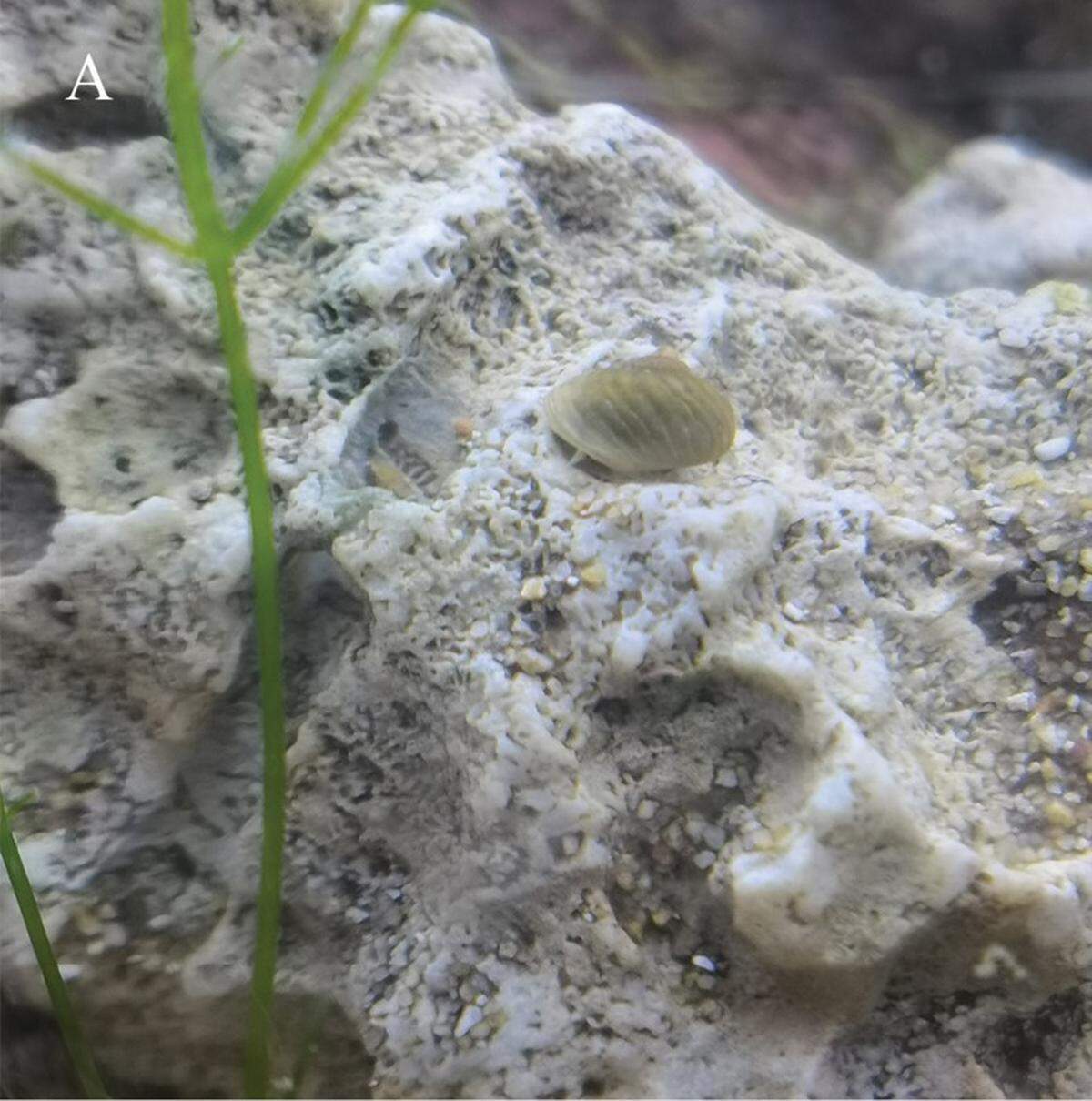 A Fenouilia undata, or wavy freshwater snail, perched on a rock.