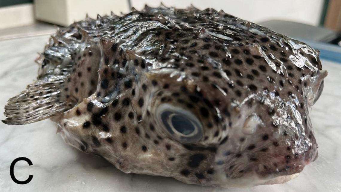 The spotfin burrfish caught by Kevin Bibiche Nour in Sicily, Italy.