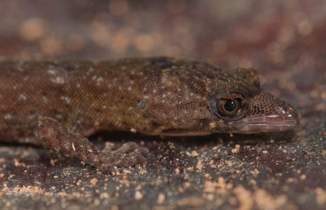 A close-up of Pseudogonatodes fuscofortunatus, or the lucky brown miniaturized gecko.