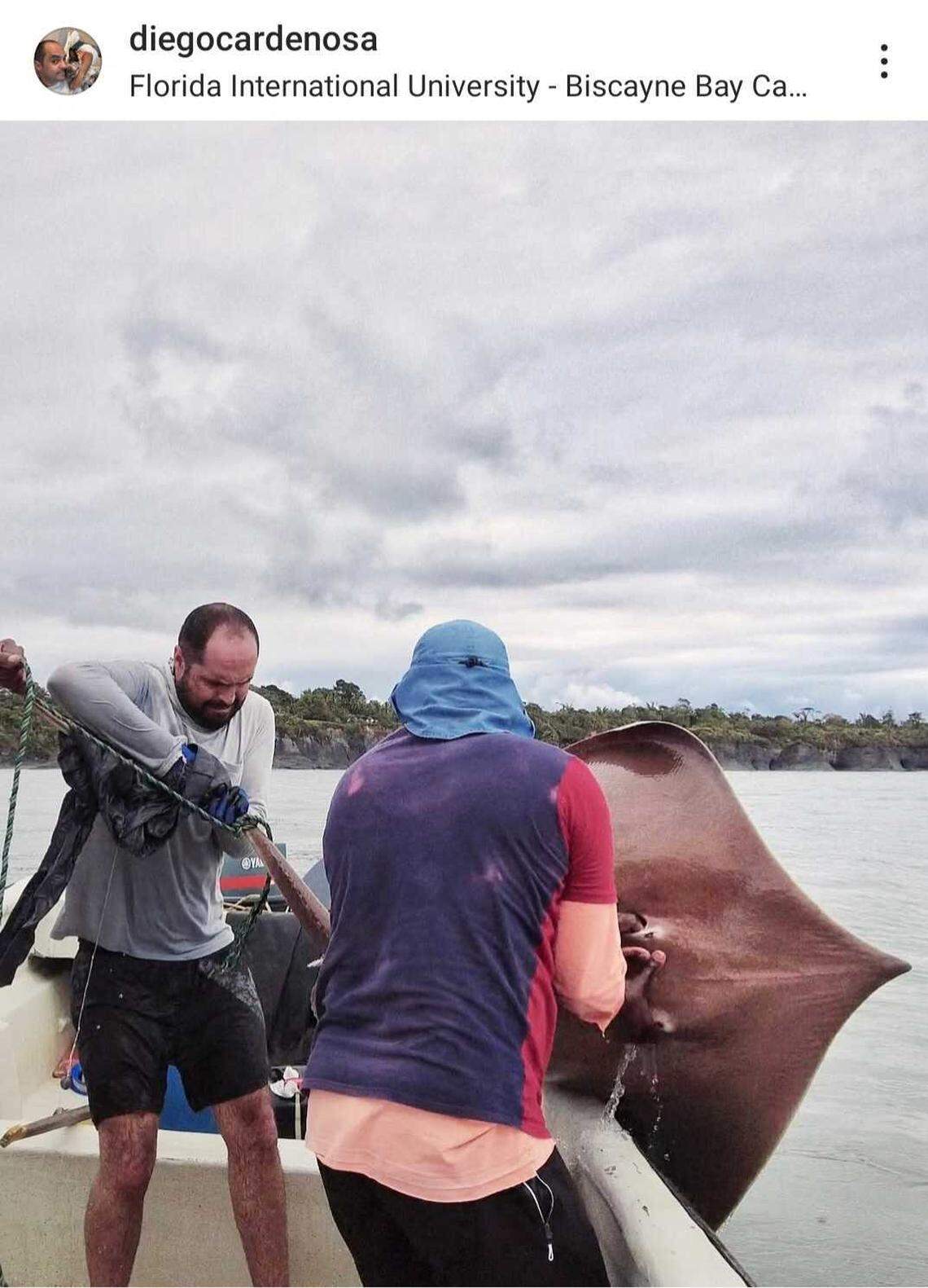 An Hypanus rubioi, or longnose Pacific stingray, as seen mid-catch.
