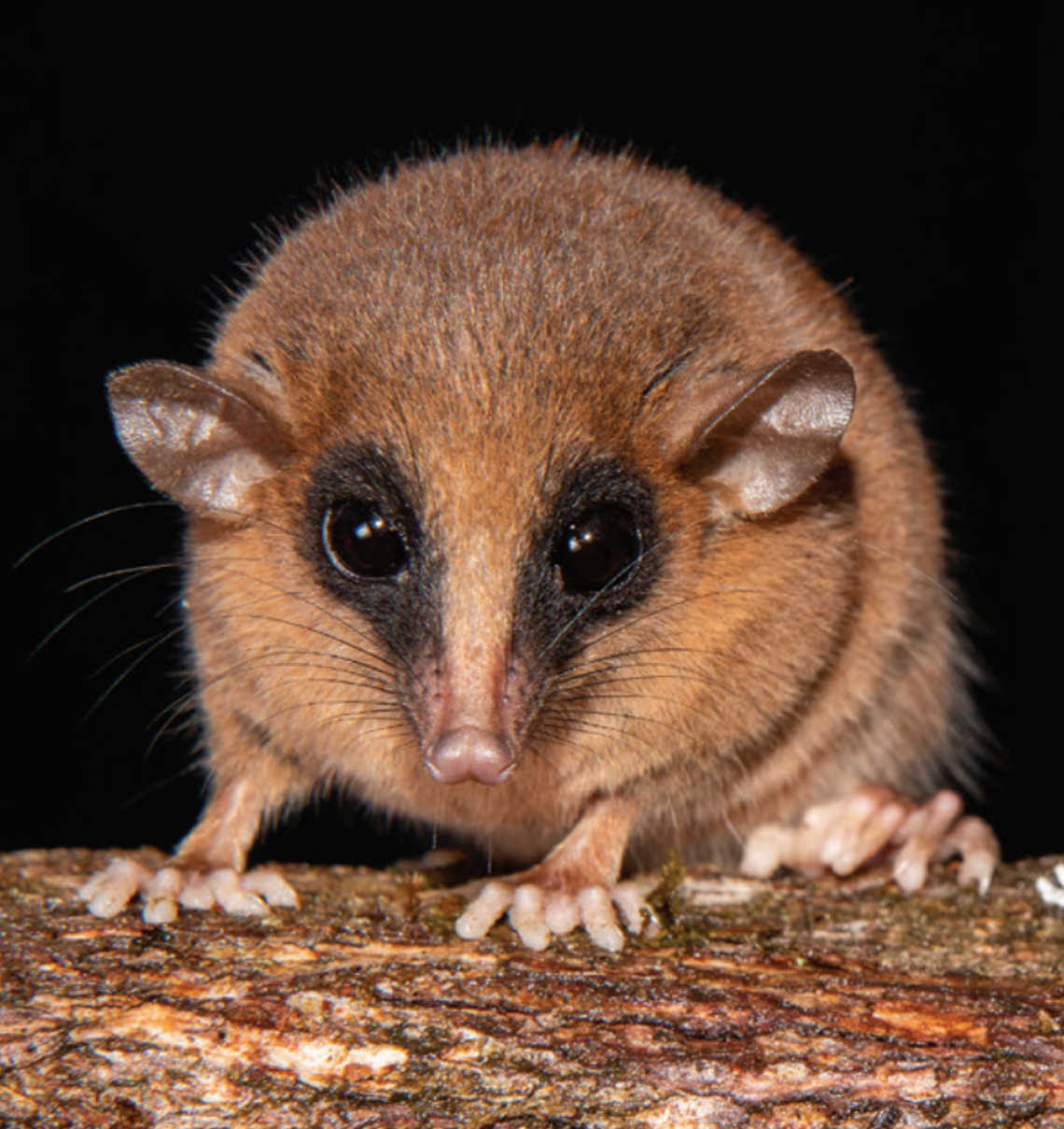 A Marmosa chachapoya, or Chachapoyas mouse opossum, seen up close.