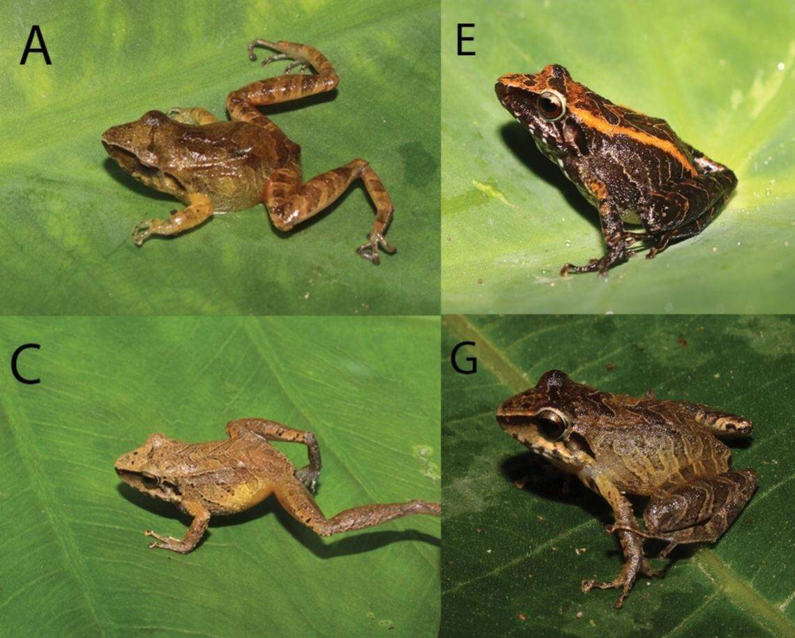 Several Pristimantis similaris, or similar rubber frogs, showing variations in color.