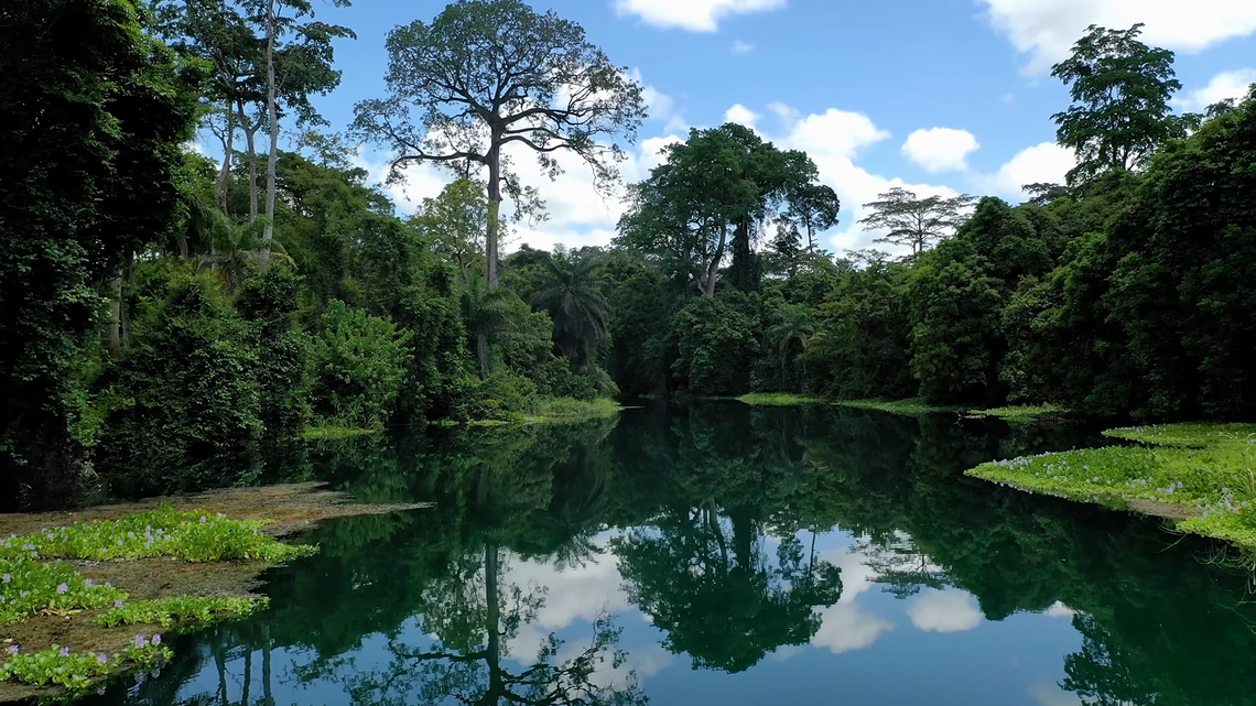 Scientists found a “large”-eyed river creature in the Republic of the Congo, debated its identification then discovered it was a new species.