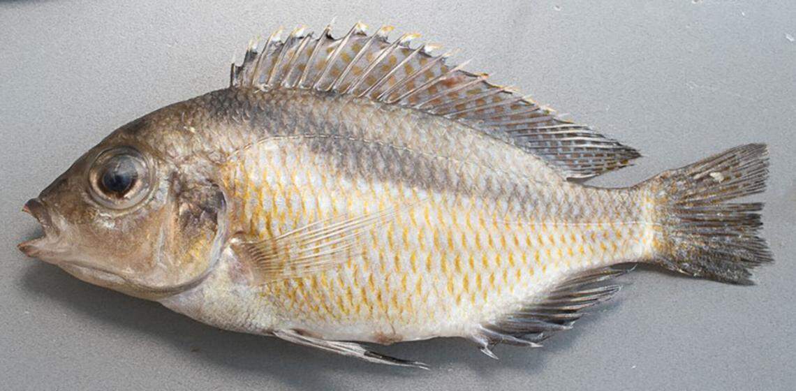 A male Mylochromis rotundus soon after being caught.