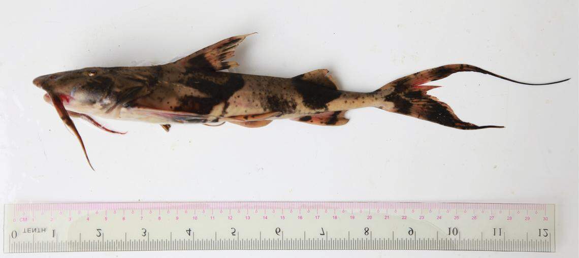 A Bagarius dolichonema, or long-threaded catfish.