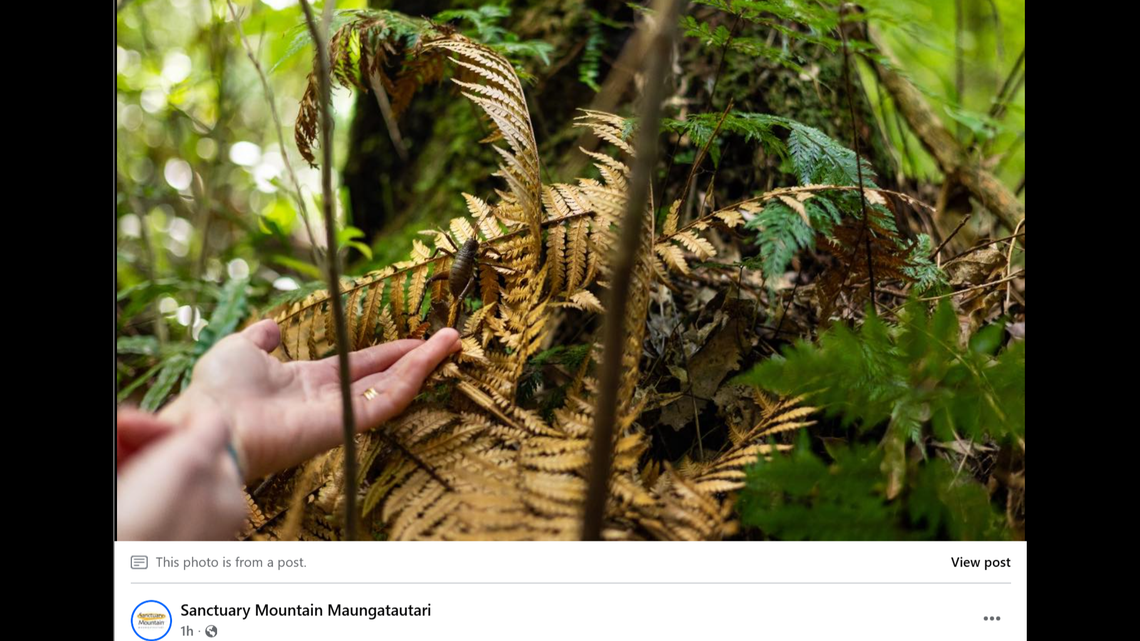 More than 190 critically endangered, captive-bred Māhoenui giant wētā were translocated to Sanctuary Mountain Maungatautari in New Zealand, wildlife officials said.