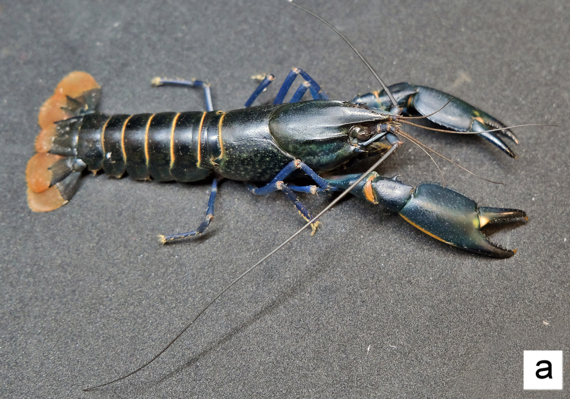 A Cherax pulverulentus, or dusty crayfish, showing the “blue” coloring.