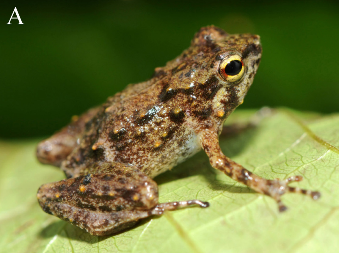 A Cophixalus flavopunctatus, or yellow-dotted narrow-mouthed frog.