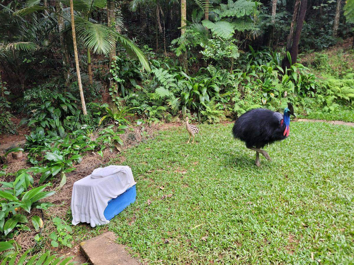 The rescued cassowary chick with its dad after being reunited.