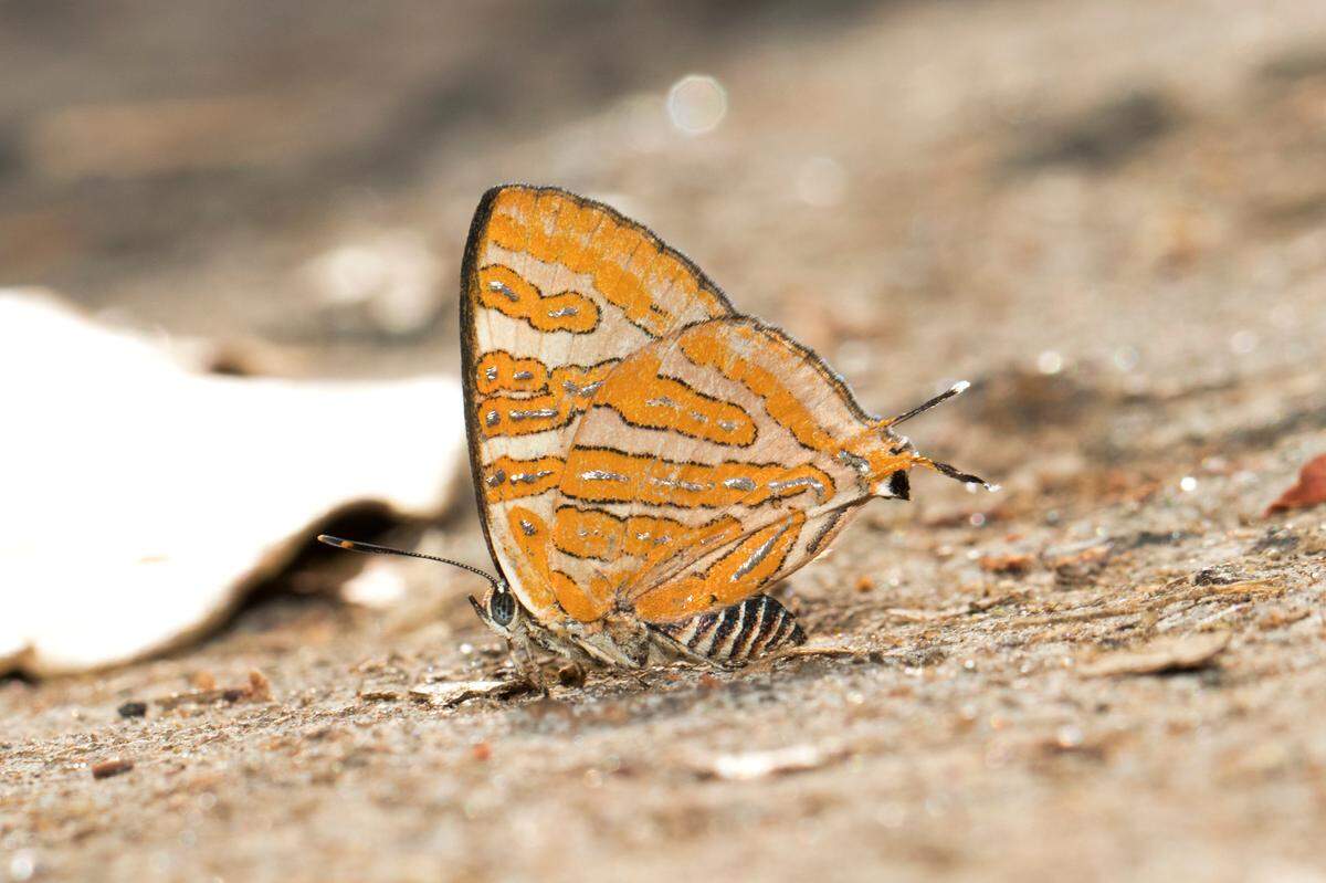 A female Cigaritis conjuncta, or conjoined silverline butterfly, showing the underside of its wings.