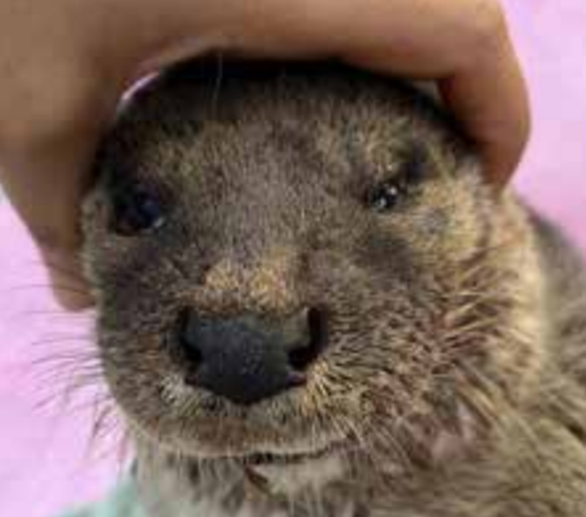 The W-shaped nose identified the species as the “elusive” Eurasian otter, researchers said.