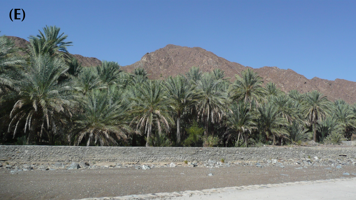 Scientists found “cryptic” desert creatures doing “push-ups” in the mountains of Oman and discovered four new species, a study said.