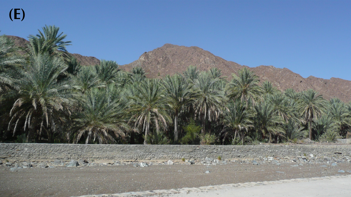 Scientists found “cryptic” desert creatures doing “push-ups” in the mountains of Oman and discovered four new species, a study said.