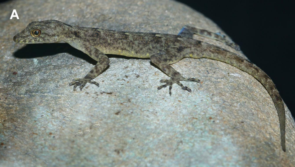 A Cnemaspis brahmaputra, or Brahmaputra day gecko.