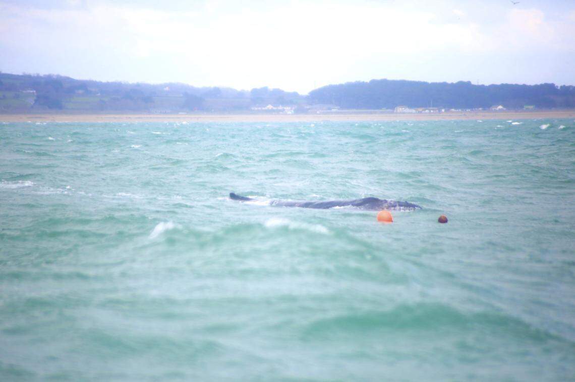The humpback whale tangled in ropes off the Cornwall coast.