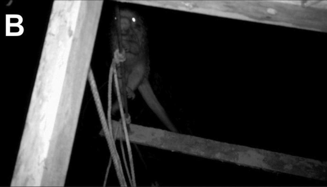 A long-tailed porcupine, or Coendou l. longicaudatus, seen on the artificial canopy bridge.