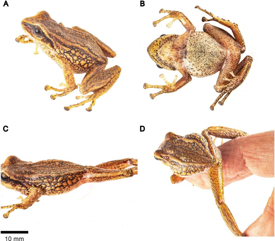 Several views of a Pristimantis chinguelas, or Chinguelas terrestrial breeding frog.