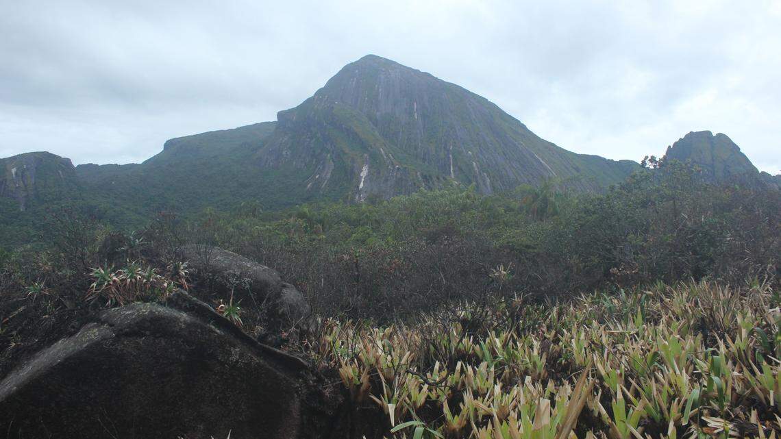 Scientists found an elusive creature with bumpy eyelids calling on Imeri mountain and discovered a new species, study said.