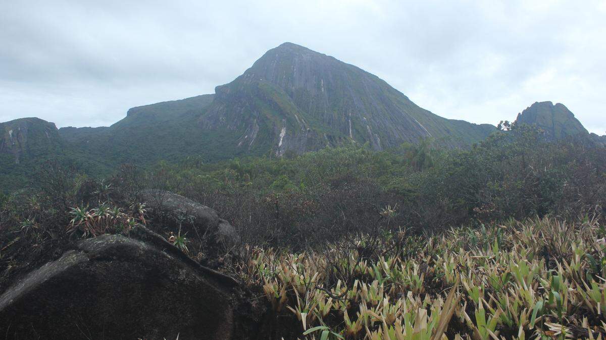 Scientists found an elusive creature with bumpy eyelids calling on Imeri mountain and discovered a new species, study said.