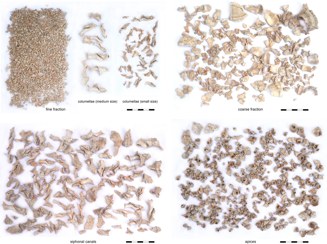 Some of the broken snail shells found at K10.