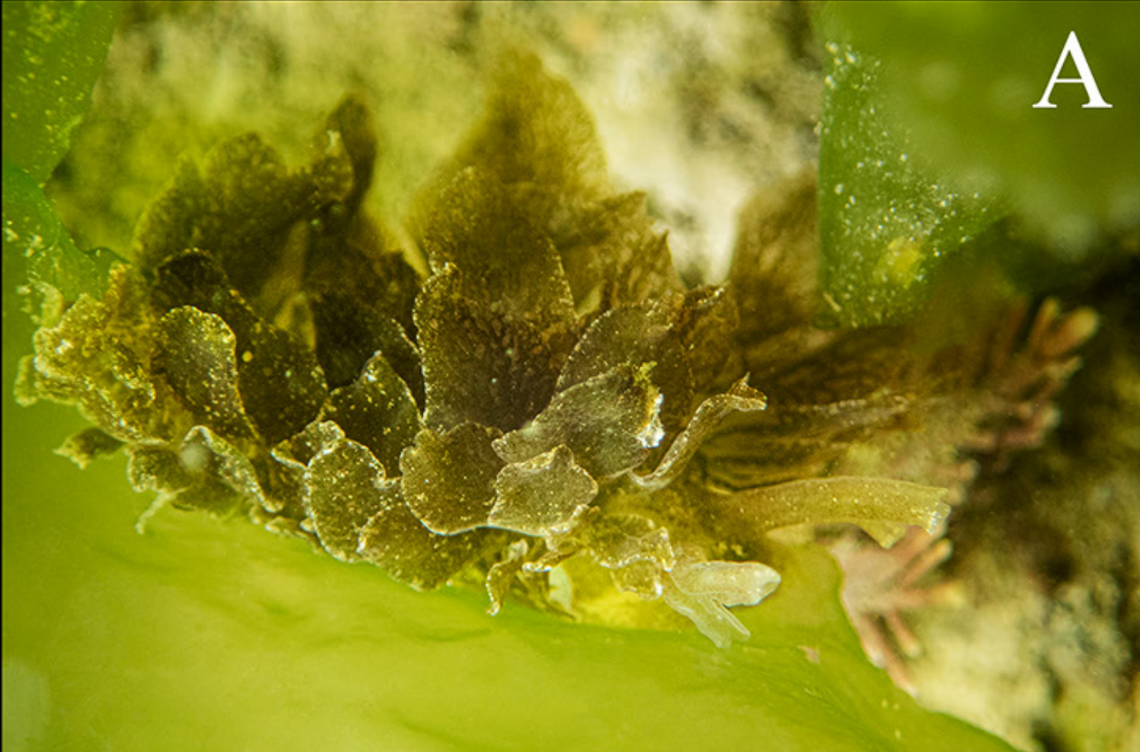 The Caliphylla mediterranea sea slug seen at Passetto Beach.