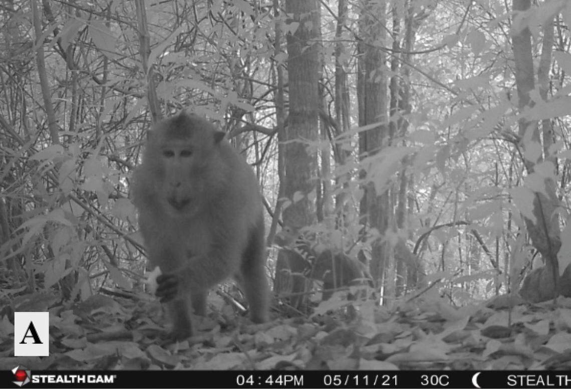 One of the long-tailed macaques, or Macaca fascicularis, seen on Ko Pha Ngan.