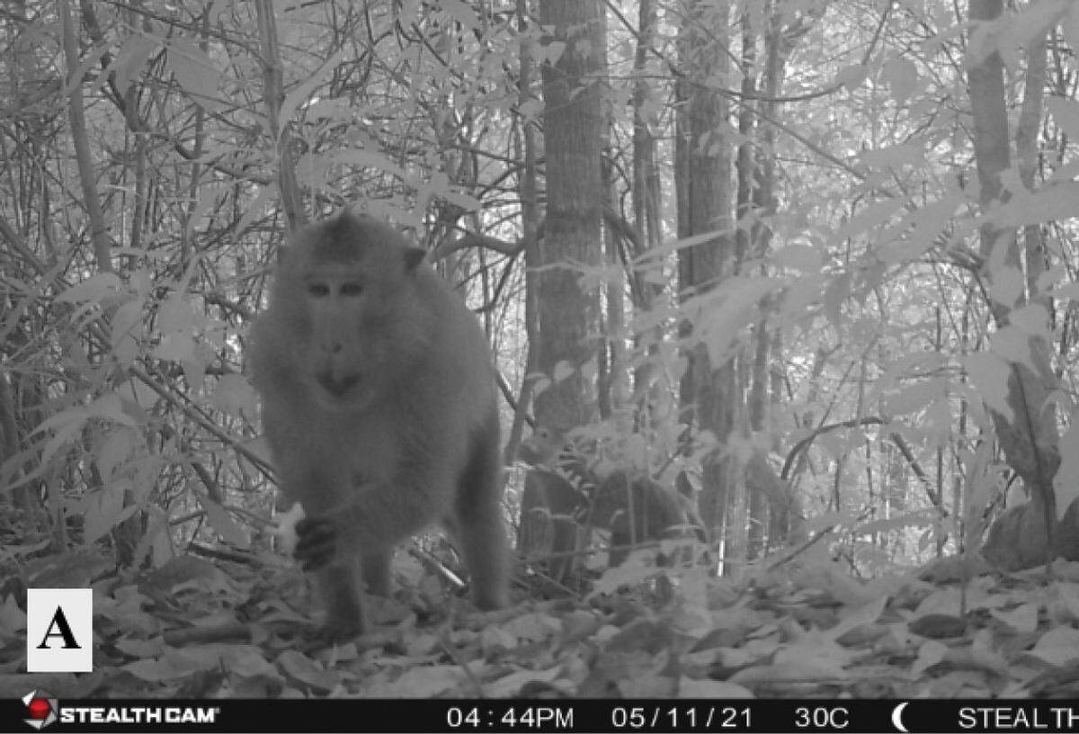 One of the long-tailed macaques, or Macaca fascicularis, seen on Ko Pha Ngan.