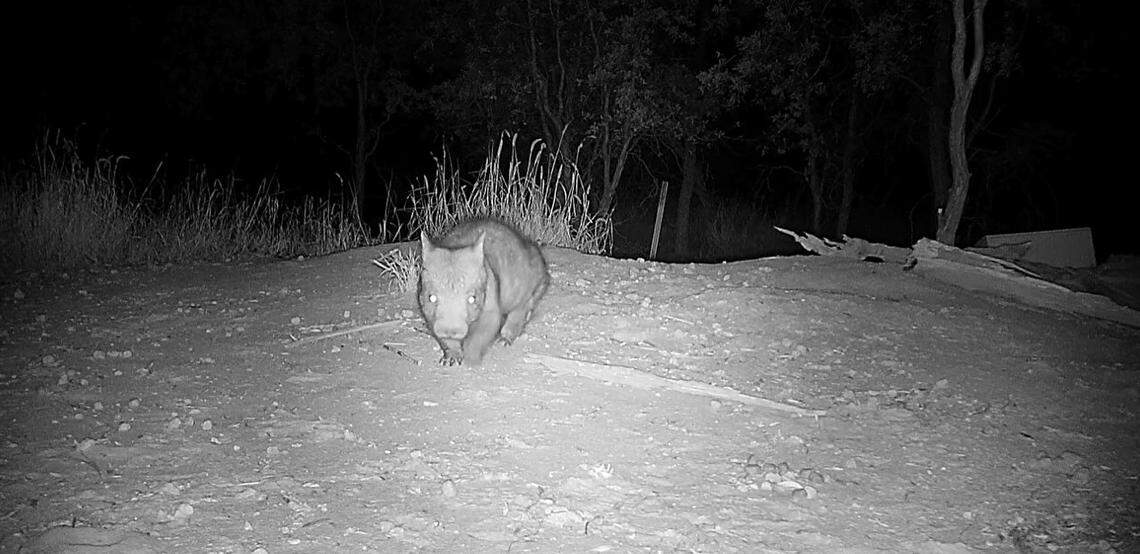 A juvenile northern hairy-nosed wombat seen walking past a wildlife camera.