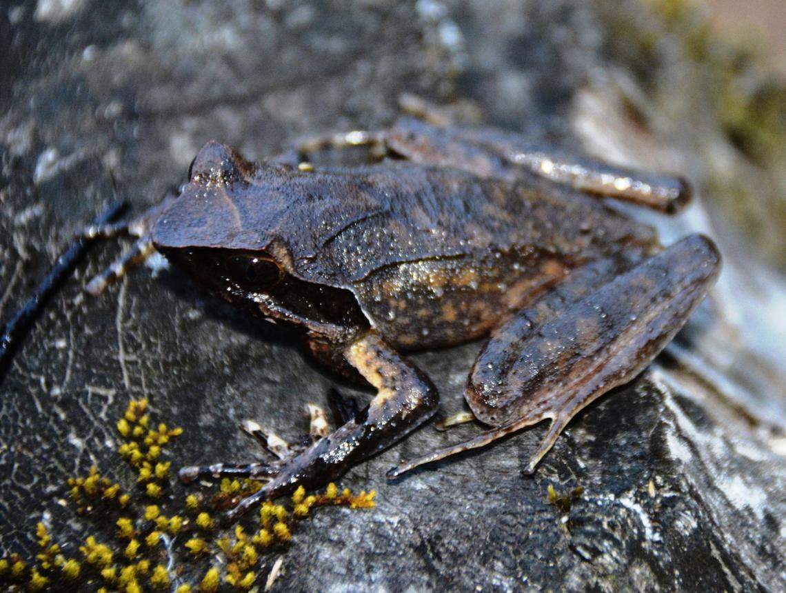A Xenophrys apatani, or Apatani horned frog.