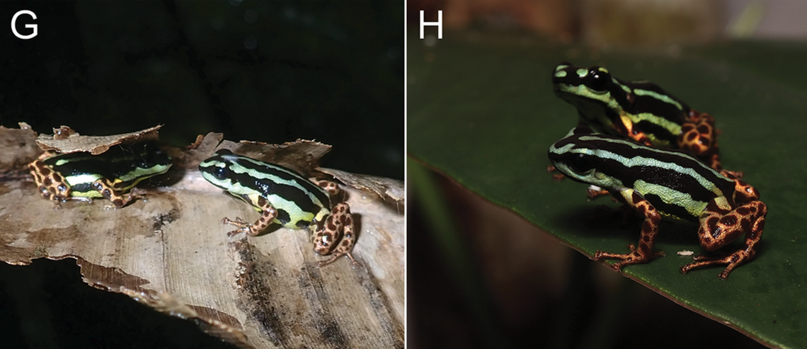 The metallic poison frogs are believed to be monogamous, researchers said.