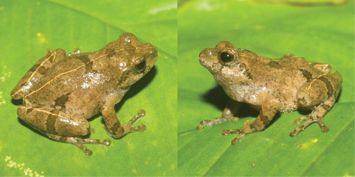 Two view of a Raorchestes asakgrensis, or Asakgre bush frog.