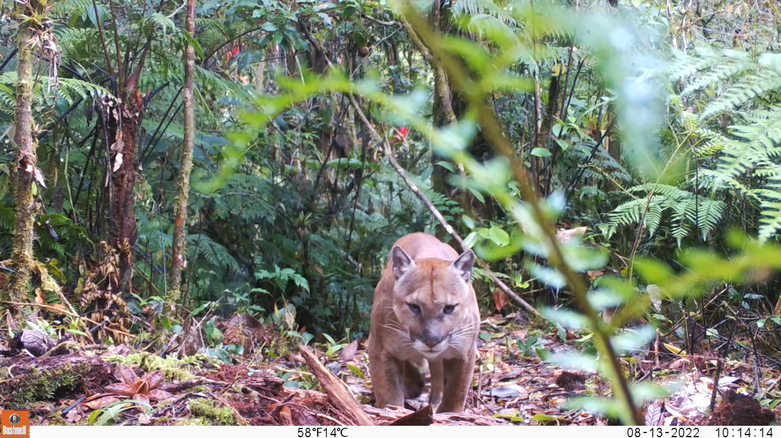 A mountain lion seen at Sierra de las Minas Biosphere Reserve in August 2022.