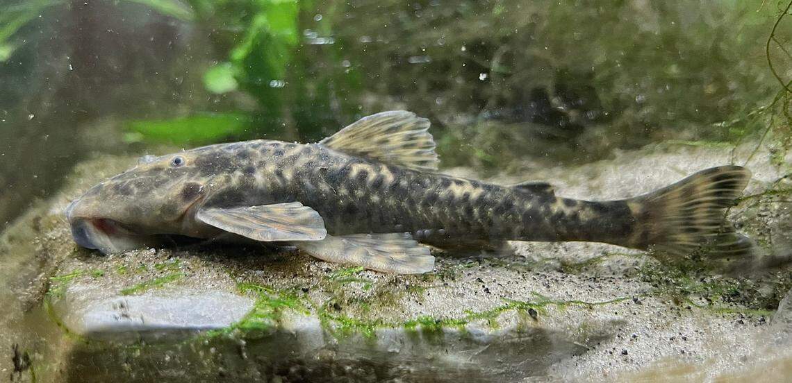 A Neoplecostomus altimontanus, or high mountain armored catfish.