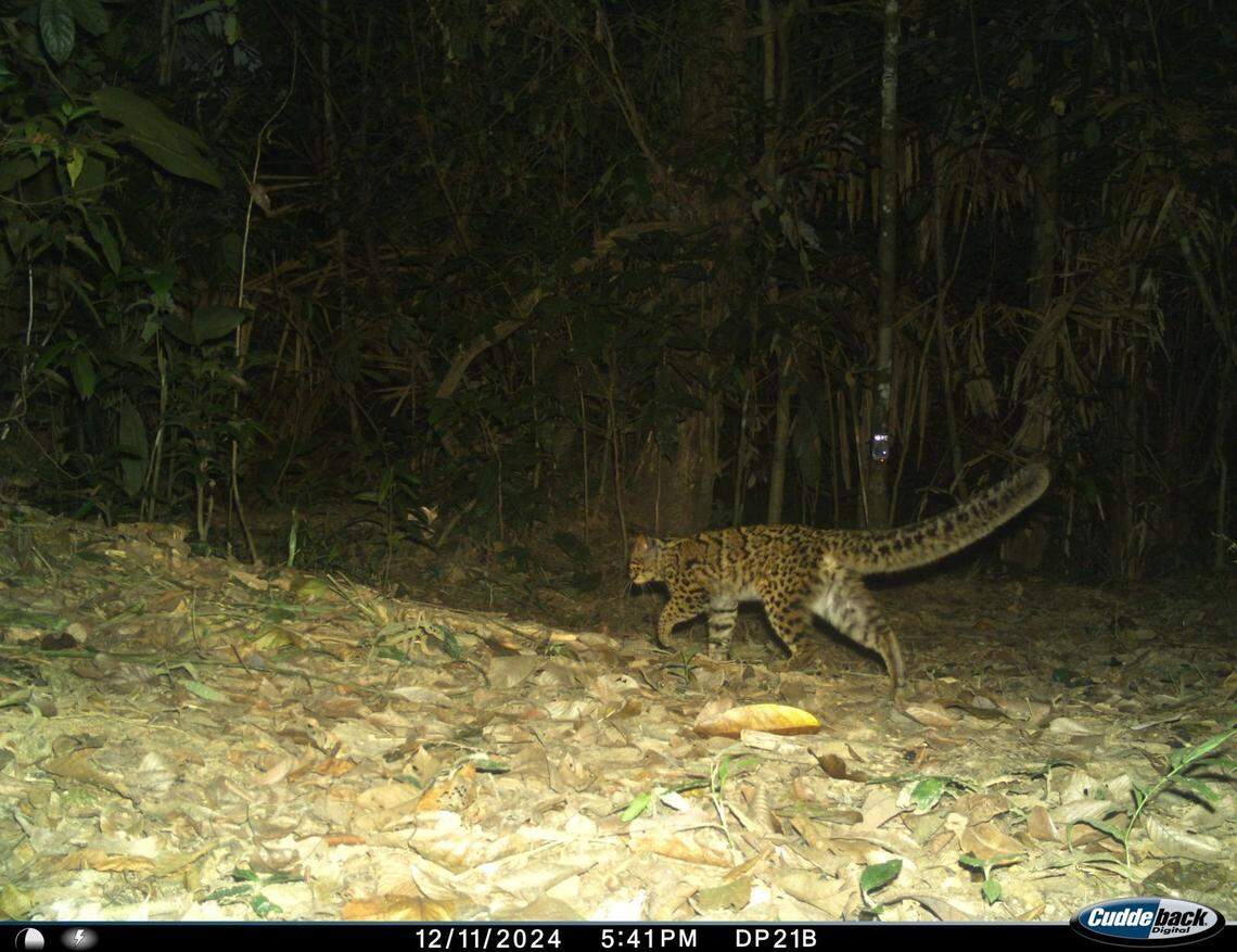 A marbled cat seen on a trail camera in Dehing Patkai National Park.