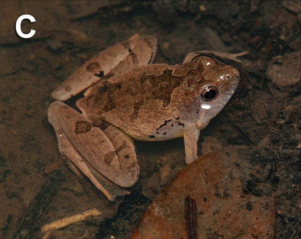 A Microhyla sundaica, or Sundaic narrow-mouthed frog, with a brown hue.