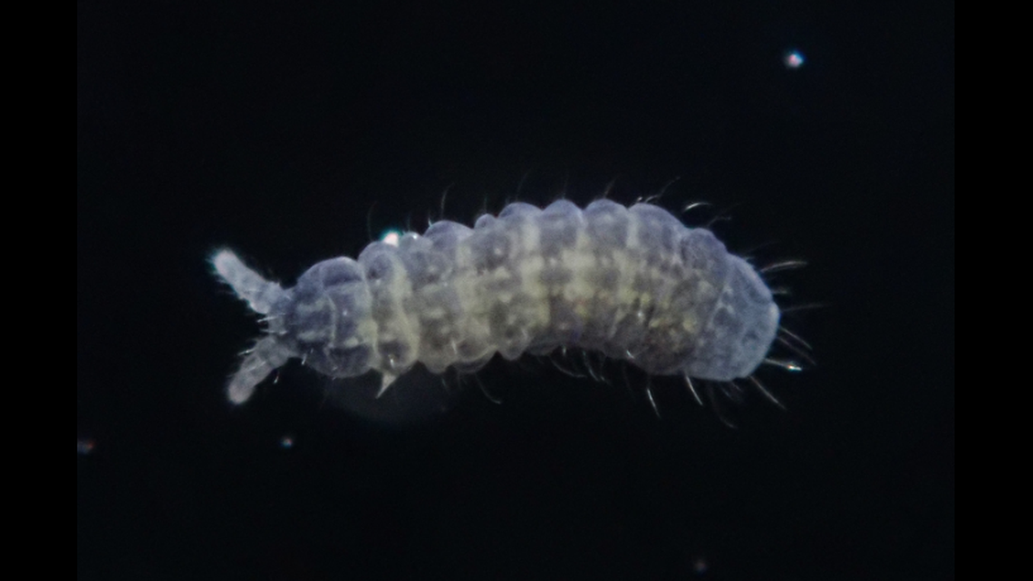 Live specimen of Paranura tsushimaensis.