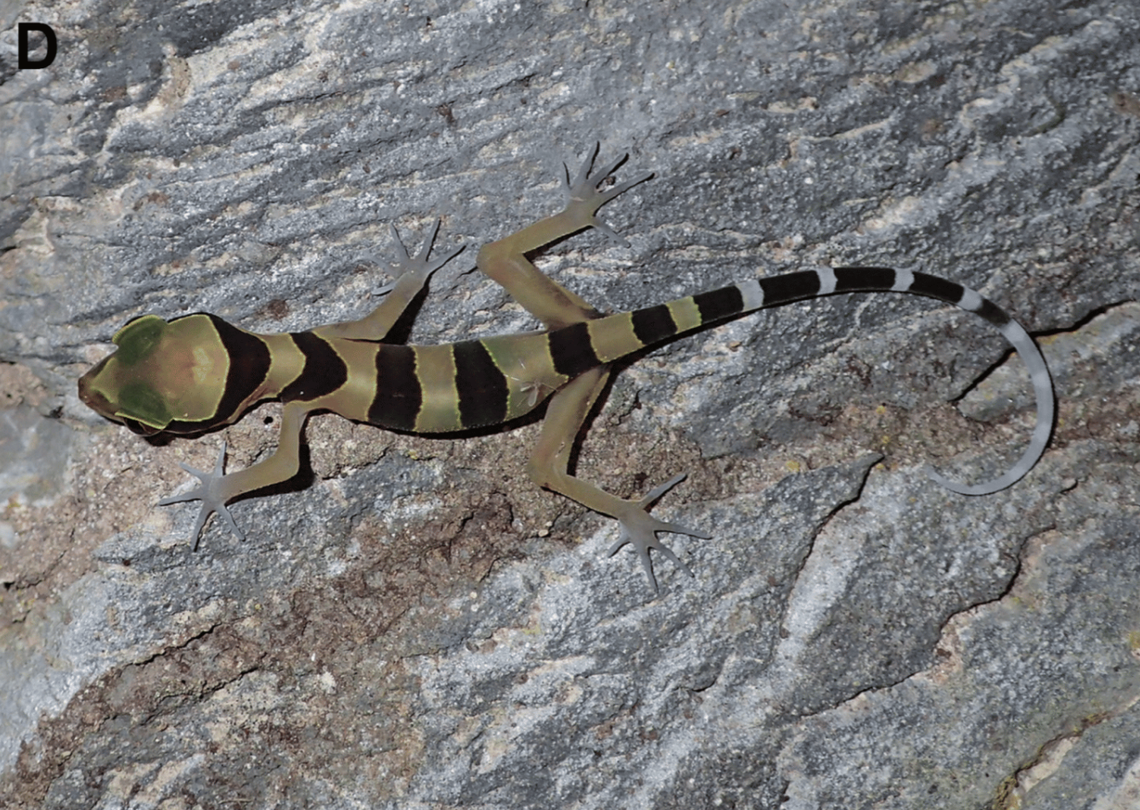 A juvenile Cyrtodactylus kanchanadit, or Kanchanadit bent-toed gecko.