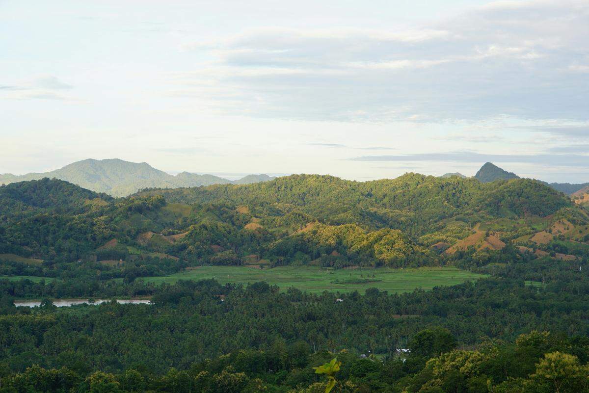 Scientists found “large”-eyed creatures with “slender” limbs mating on Sulawesi Island and discovered a new species, a study said.