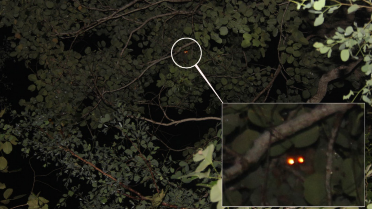 Hikers searched a forest near Puducherry at night and found some at-risk primates in a first-of-its-kind sighting, a study said.