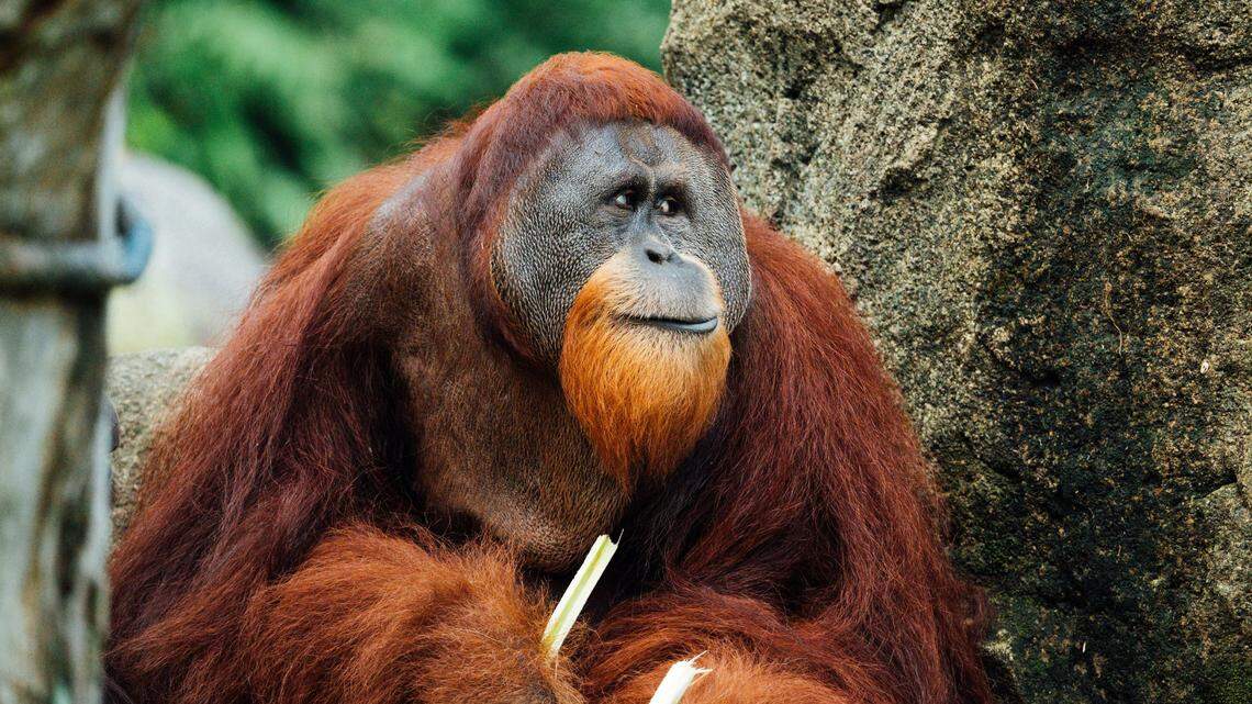 Researchers were surprised to see the orangutan using a pain-relieving plant on his own wound.